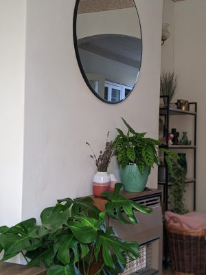 10 Easy to Look After Houseplants and Care Tips | Ellen Noir